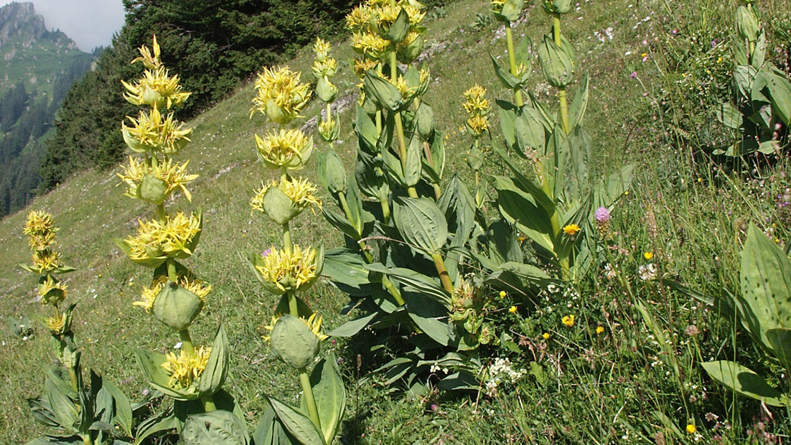  Lincura (Gentiana lutea)